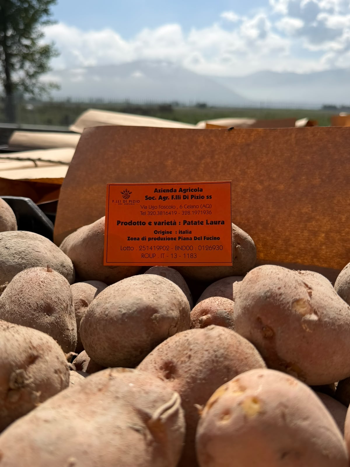 Patate Gialle 5 Kg